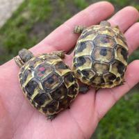 Tartarughe di terra