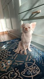 Chihuahua nano da monta