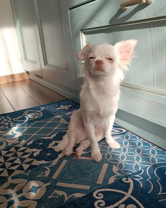 Chihuahua nano da monta
