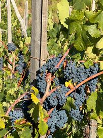 Uva di verbicaro