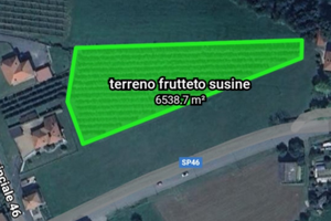 Terreno frutteto, susine (ramassin)