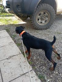 Jad terrier