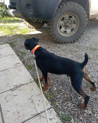 Jad terrier