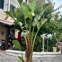 esterlizia da 3 metri appena rinvasata