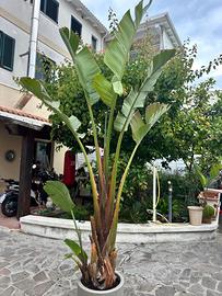 esterlizia da 3 metri appena rinvasata