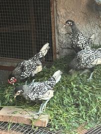 Animali