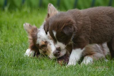 Cuccioli Border Collie con pedigree