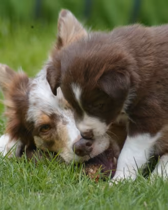 Cuccioli Border Collie con pedigree