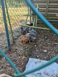 araucana 
