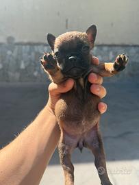 Bulldog francese