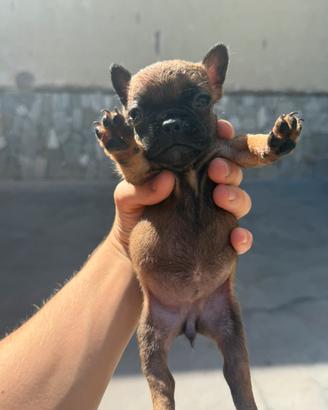 Bulldog francese