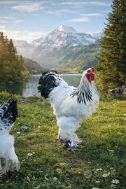 Brahma bianco Columbia