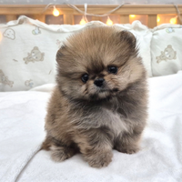 Cucciolo di spitz