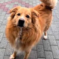 Dior cagnolino meticcio