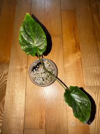 alocasia antoro velvet