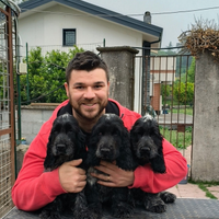 Cocker spaniel inglese