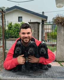 Cocker spaniel inglese