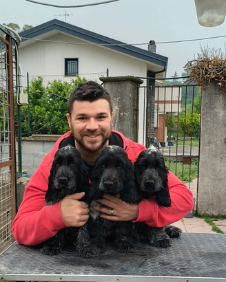 Cocker spaniel inglese