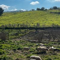 Pecore agnelli francesi