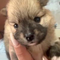 Cuccioli di Volpino di Pomerania Nano