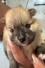 Cuccioli di Volpino di Pomerania Nano