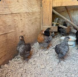 Marans galletti