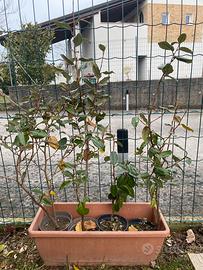 Pianta siepe Eleagno