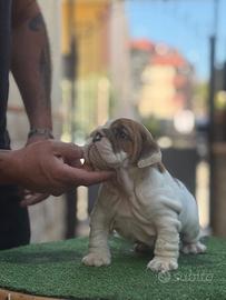 Cuccioli bulldog inglese pedigree Enci