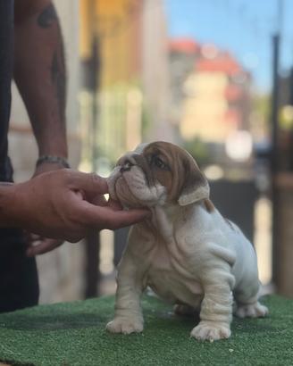 Cuccioli bulldog inglese pedigree Enci