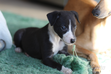 Cuccioli di whippet