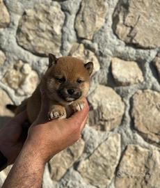 Shiba Inu cucciolo