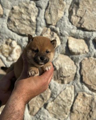 Shiba Inu cucciolo
