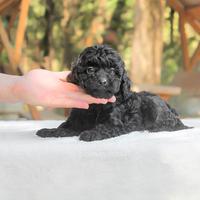 Cucciola di Barboncino nera