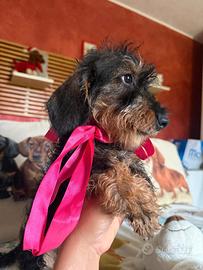 Bassotti pelo duro nani kaninchen pedigree