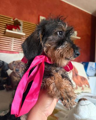 Bassotti pelo duro nani kaninchen pedigree