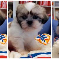 Cuccioli di SHIH TZU