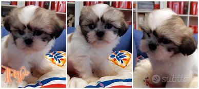 Cuccioli di SHIH TZU