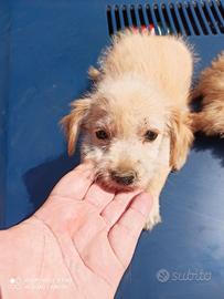 Incrocio maltese