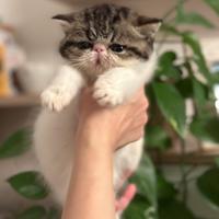 Gattini Exotic Shorthair & Exotic Longhair