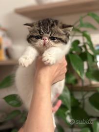 Gattini Exotic Shorthair & Exotic Longhair