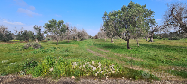 Terreno Agricolo