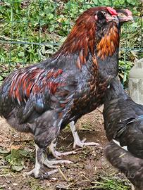Galletti marans, legbar, olive egger