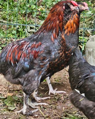 Galletti marans, legbar, olive egger