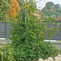 Pianta di gelsomino 
