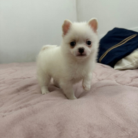 Cucciolo di Pomchi