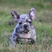 Cuccioli di bulldog francesi merle maschi femmine