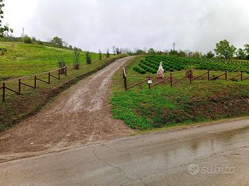 Terreno agricolo a reddito