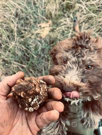 Lagotto romagnolo
