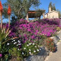 Casa in campagna con vigneto, frutteto e uliveto