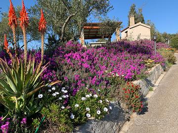 Casa in campagna con vigneto, frutteto e uliveto